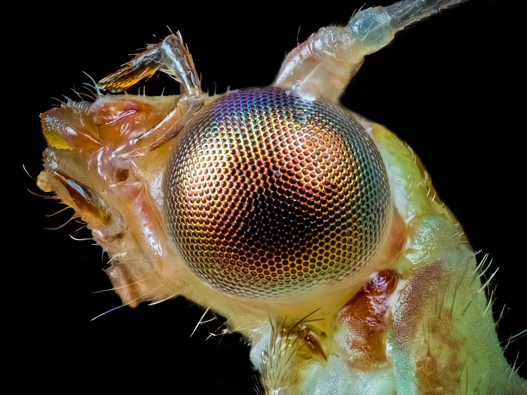 Lacewing insect