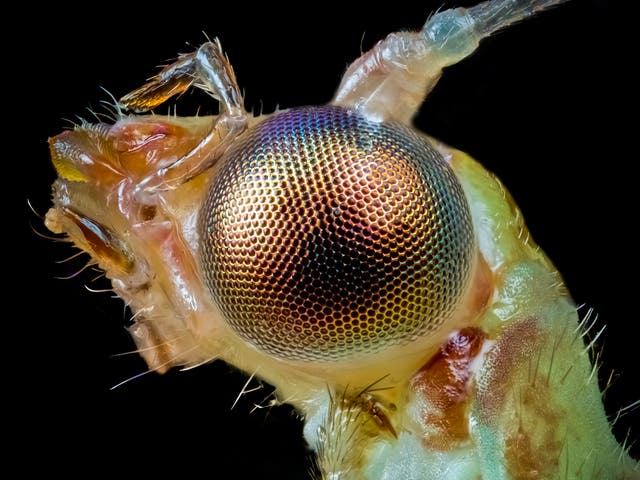 <p>Lacewing insect</p>