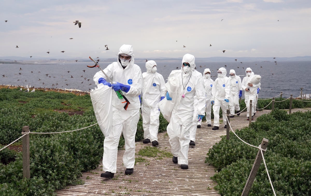 ‘Wildlife tragedy’ as bird flu devastates important island colony