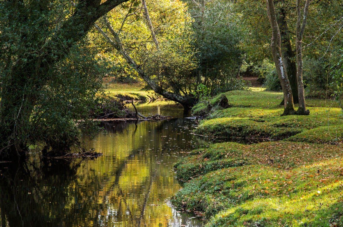 New Forest rivers 'being treated like open sewer' by water firm