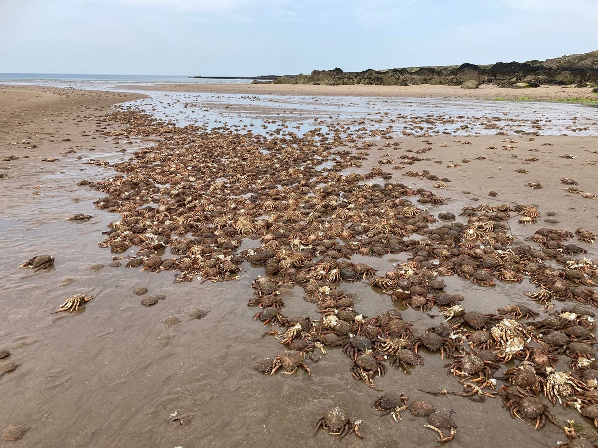 ‘Thousands and thousands’ of lifeless spider crabs litter Welsh beach