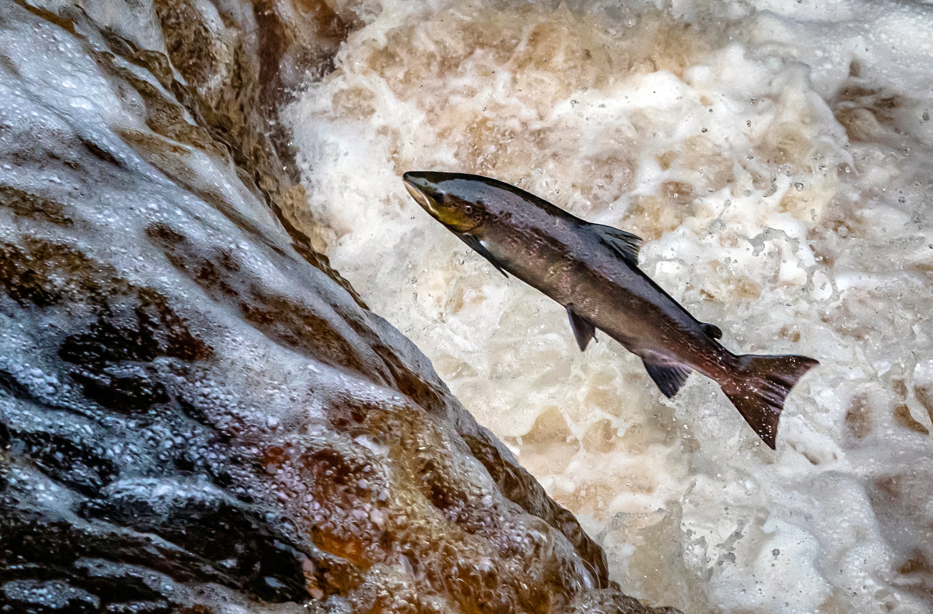 Wild salmon reaching crisis point in rivers, Environment Agency warns ...