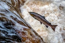 Wild salmon reaching crisis point in rivers, Environment Agency warns