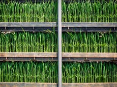 ‘Supercharged’ rice sees crop yields improve 40%