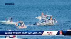 Dramatic video shows humpback whale landing on small boat: ‘It was insane’