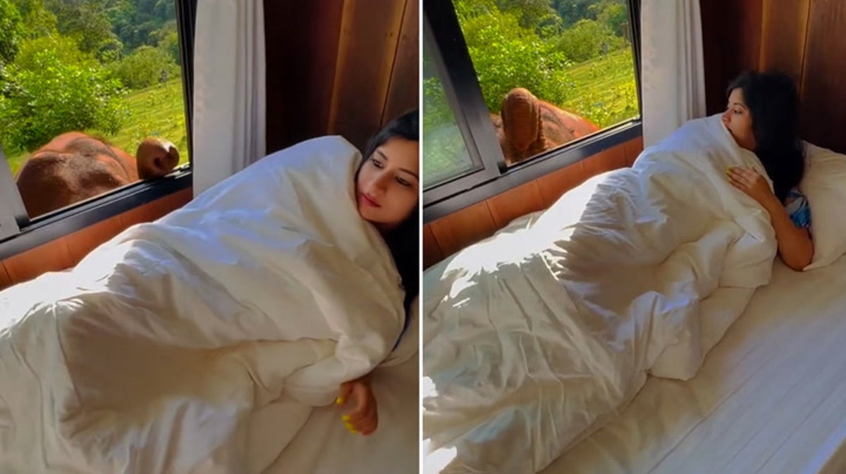 Elephant greets woman through hotel room window in Thailand | Lifestyle |  Independent TV