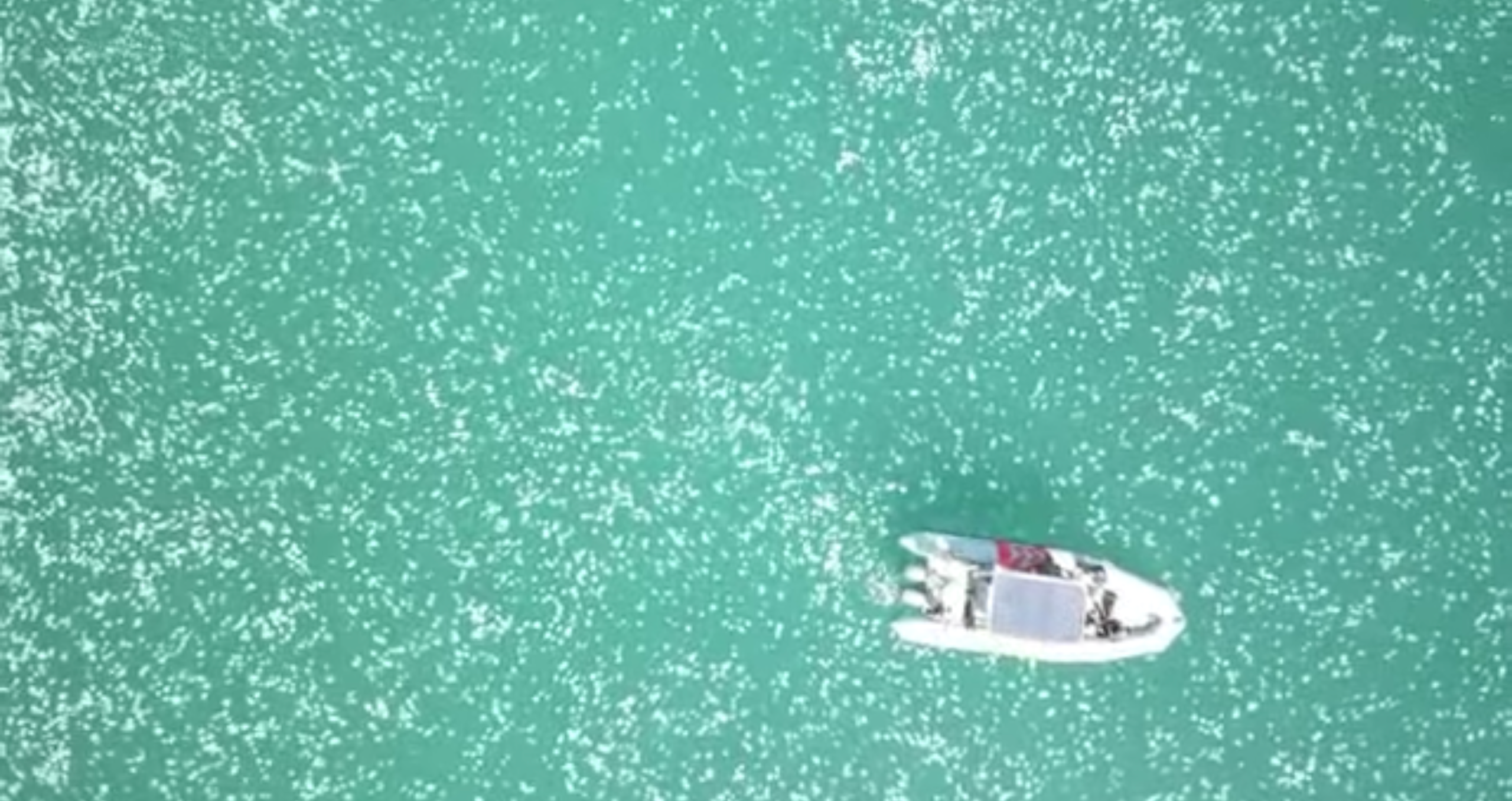 <p>A giant swarm of jellyfish seen off the coast of Israel</p>