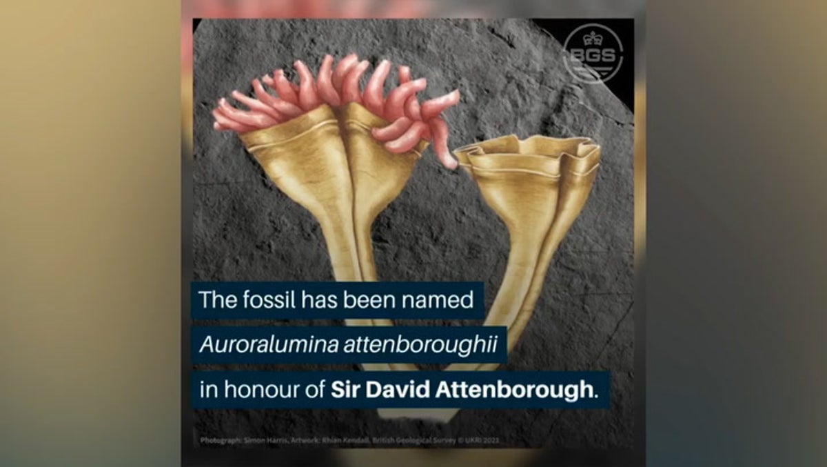 Newly discovered fossil of ‘earliest known predator’ named after David Attenborough