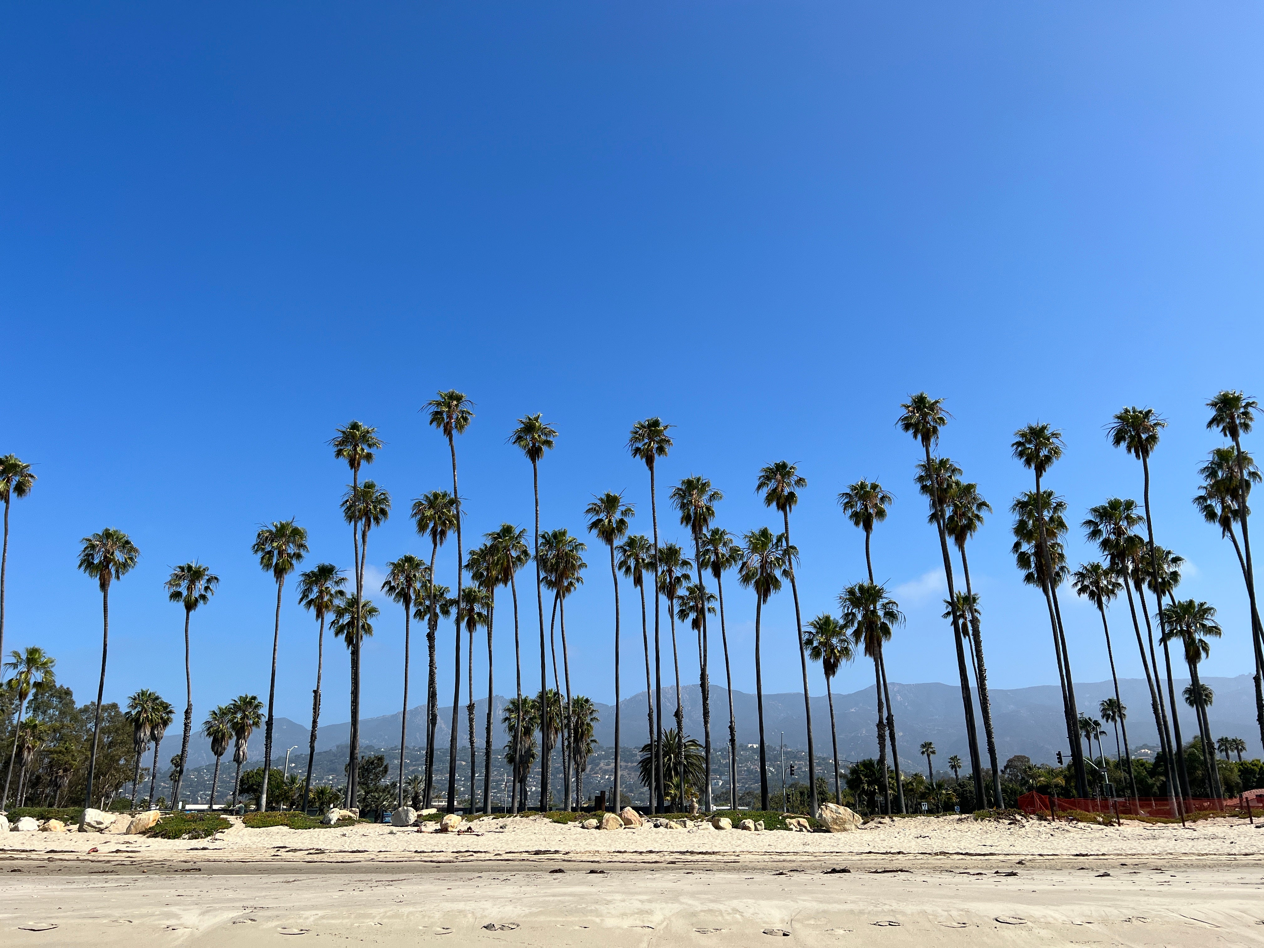 Santa Barbara is known for its tall palms