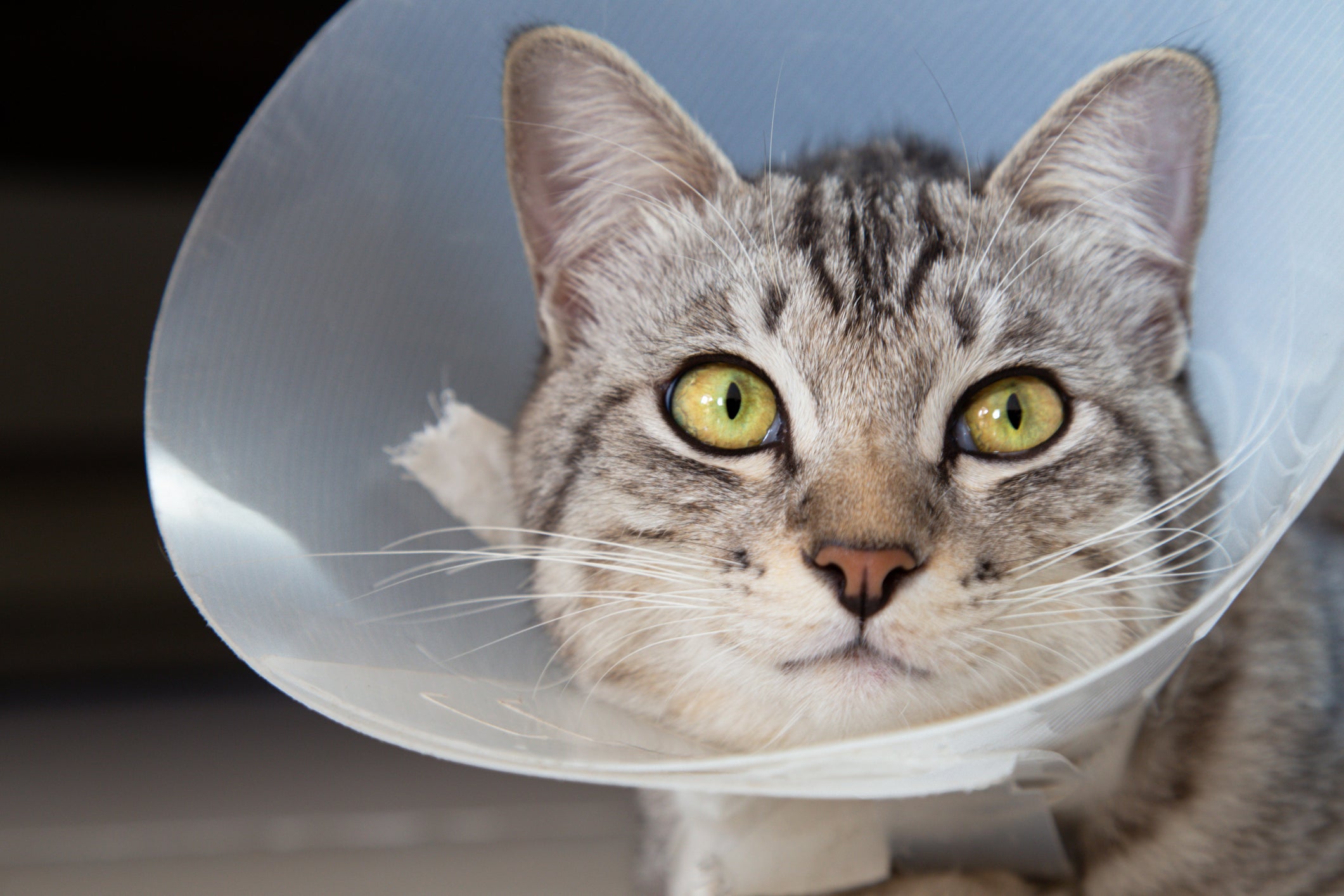 The situation is expected to affect over half of vet medicines