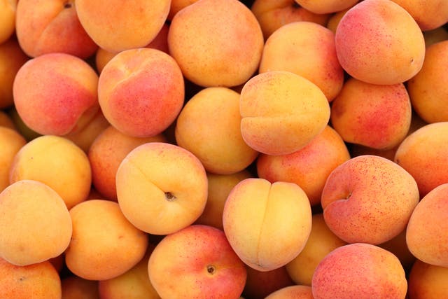<p>The UK has produced a whopping 250 tons of apricots this year </p>