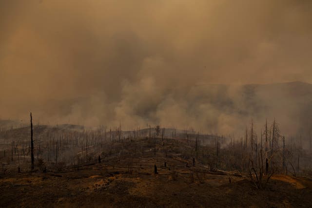 <p>A forest is left decimated by the Oak Fire on near Mariposa, California, on July 24, 2022. The wildfire expanded through thousands of acres and forced evacuations as tens of millions of Americans sweltered through scorching heat </p>