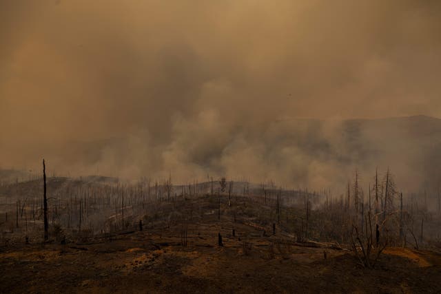 <p>A forest is left decimated by the Oak Fire on near Mariposa, California, on July 24, 2022. The wildfire expanded through thousands of acres and forced evacuations as tens of millions of Americans sweltered through scorching heat </p>