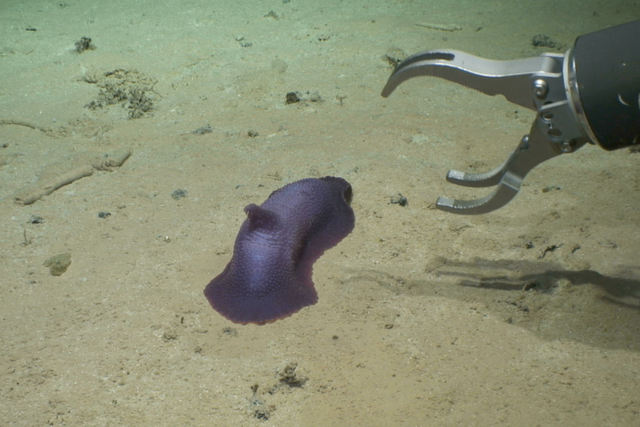 More than 30 potential new species discovered living at the bottom of the sea (DeepCCZ expedition/Gordon & Betty Moore Foundation/NOAA/PA)