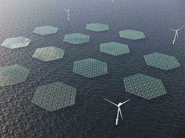 <p>SolarDuck is working on an offshore floating solar project in the North Sea</p>