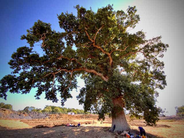 <p>The ‘Queen Camel Oak’ tree in Somerset is earmarked for felling  to allow a new slip road onto the A303 to be built</p>