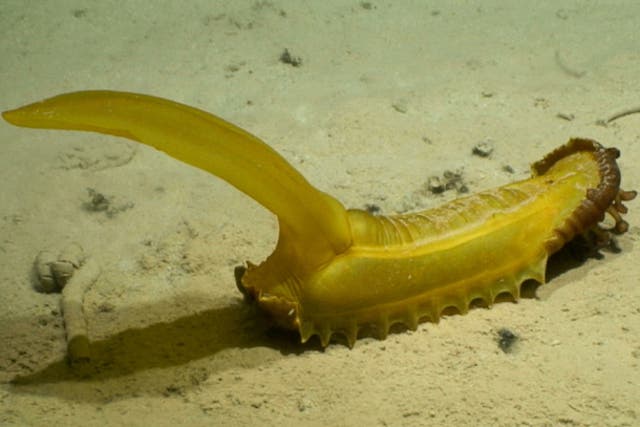<p>The ‘gummy squirrel’ sea cucumber found 5,040m deep in the sea </p>