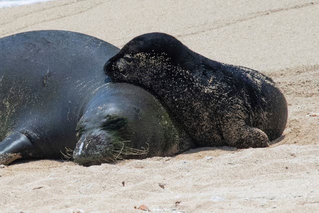 Hawaii Monk Seal Bite