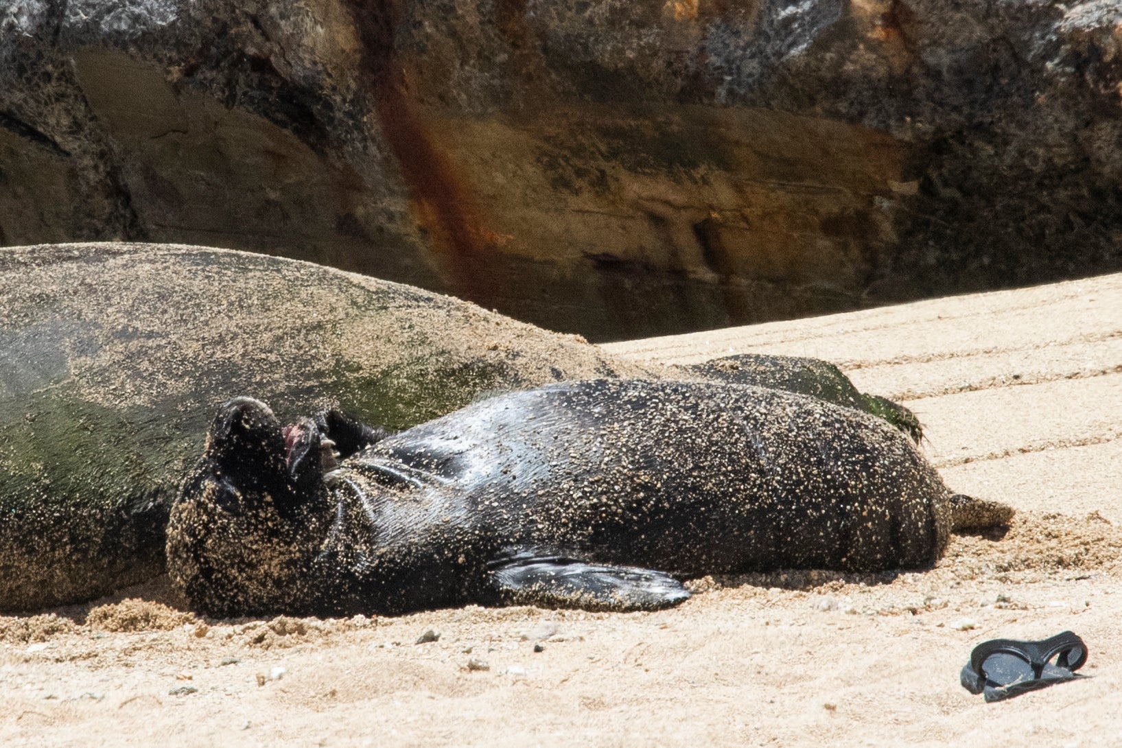 Hawaii Monk Seal Bite