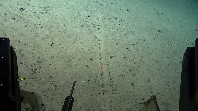 <p>‘Mysterious’ sublinear sets of holes on the Atlantic ocean floor </p>