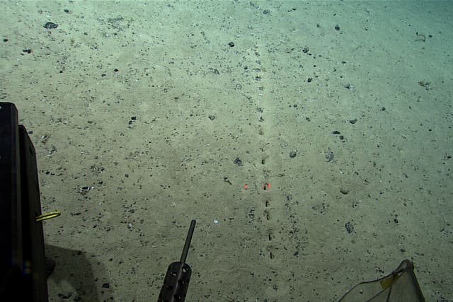<p>‘Mysterious’ sublinear sets of holes on the Atlantic ocean floor </p>