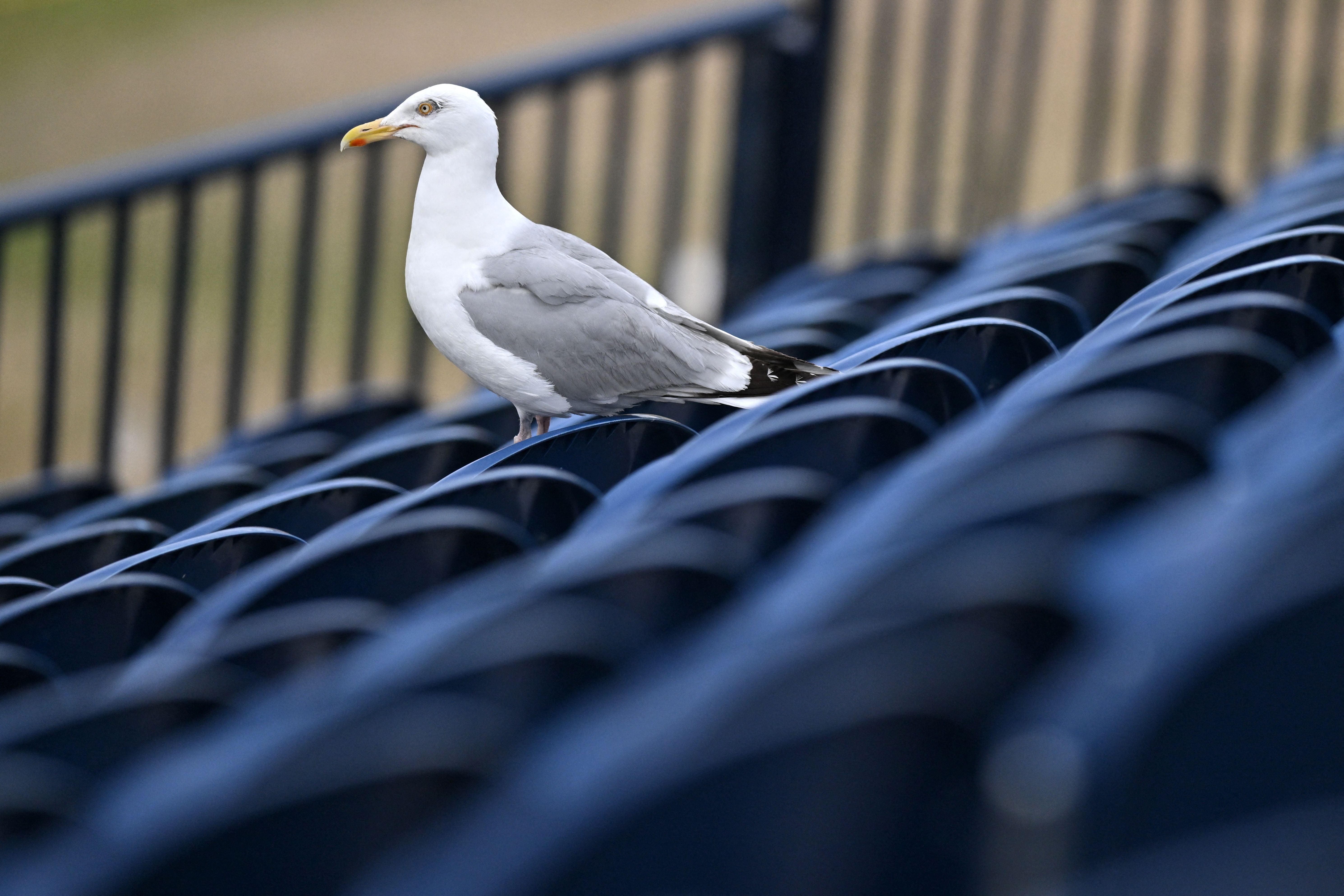 A gull pictured in St Andrews Scotland in July.