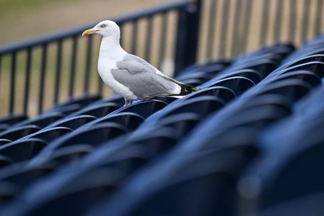 <p>A gull pictured in St Andrews Scotland in July. </p>