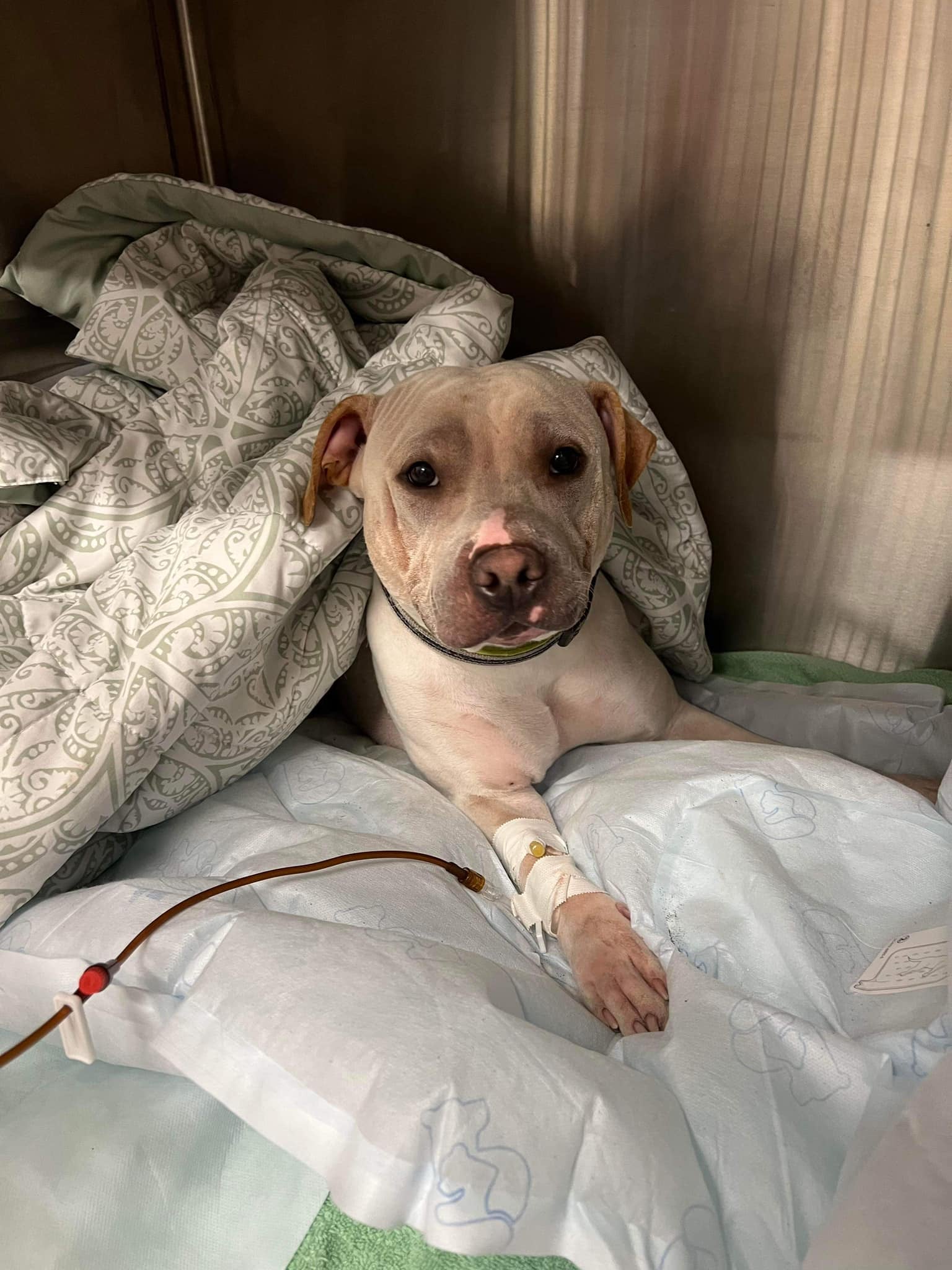 One of the adult dogs who were found wading in flooded water up to their chest at Stray Paws Adoptables in the St Louis area on Tuesday is seen being treated at a neighbouring rescue