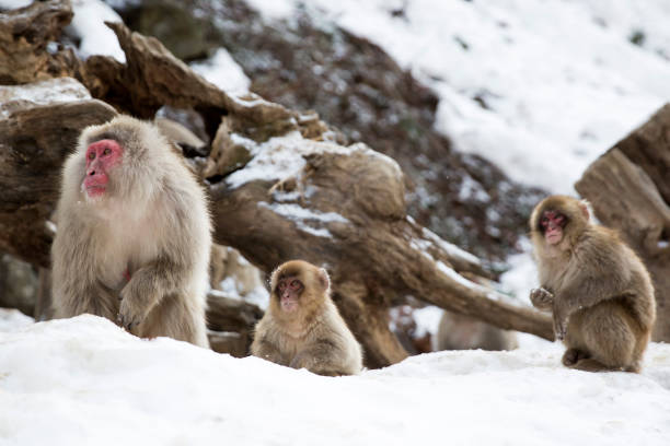 The wild Japanese macaques are also known as snow monkeys and are often seen peacefully bathing in hot springs