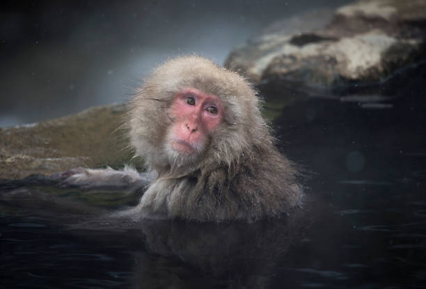 A macaque monkey bathes in a hot spring at the Jigokudani Yaen-koen wild Macaque monkey park in Yamanouchi, Japan