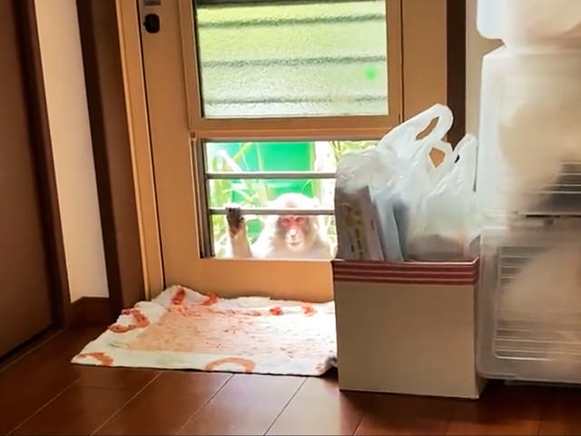 Esta imagen de un video muestra a un mono merodeando por una casa en Yamaguchi, Japón.