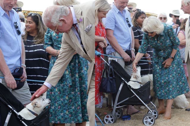 <p>Charles and Camilla meet with Jack Russell terrier Dill</p>