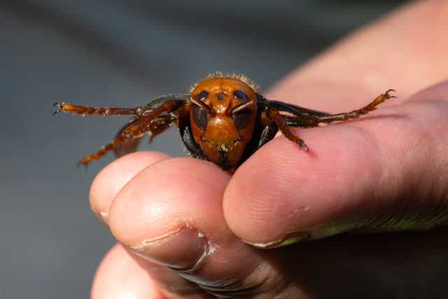 <p>A biologist holds a dead northern giant hornet in 2020</p>