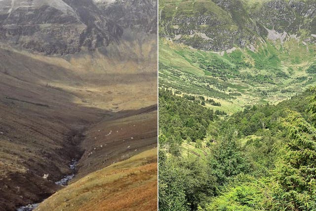 <p>Photographs of the valley at Carrifran in Scotland’s Southern Uplands, taken 23 years apart, show how a rewilding project has returned native species of trees following centuries of overgrazing</p>