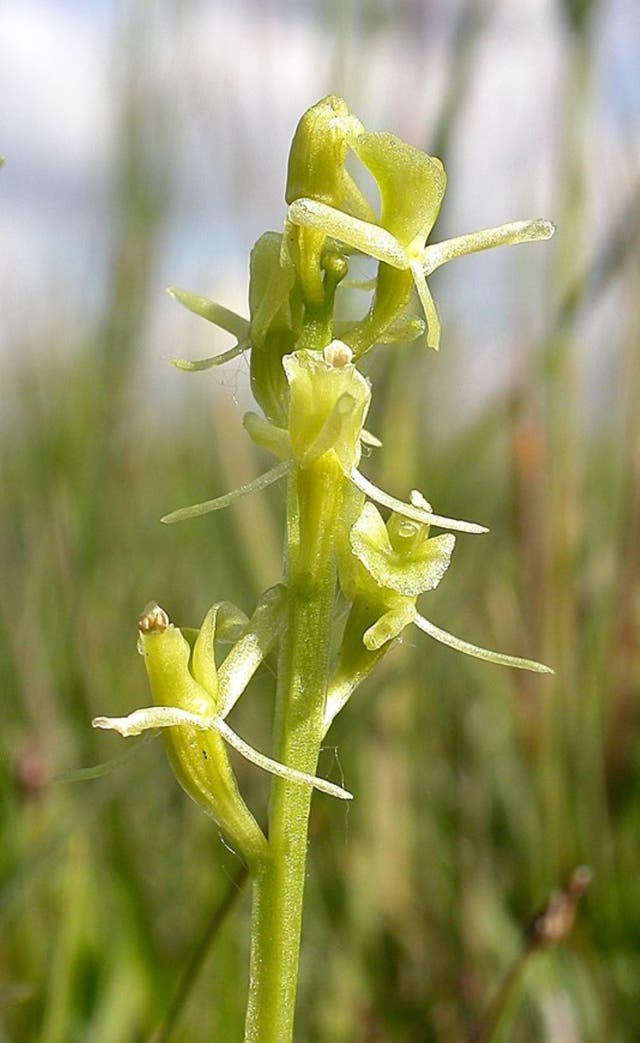 A specimen of the fen orchid was found in Carmarthenshire for the first time since 2003 (Natural Resources Wales/PA)