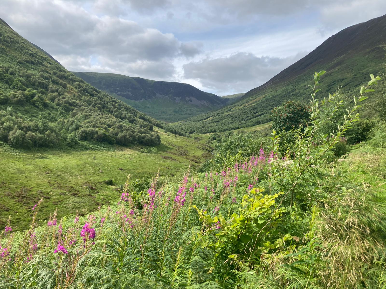 Carrifran in August 2020 : wildflowers and trees in abundance as the valley is brought back to life
