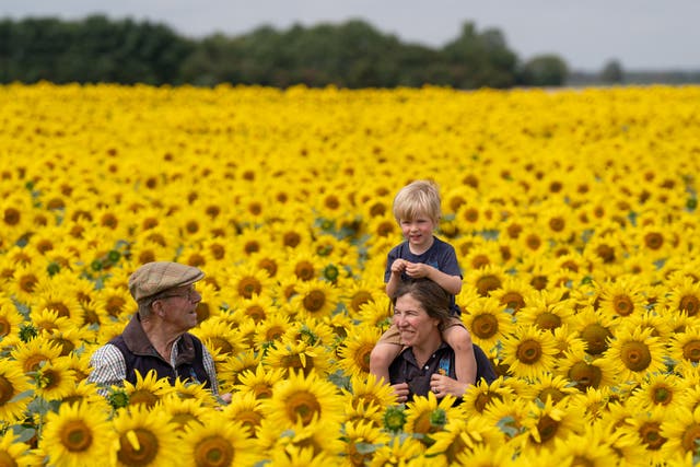 Nicholas Watts, left with his daughter Lucy Taylor and grandson Ralph, three, amongst their crop of sunflowers (Joe Giddens/PA)