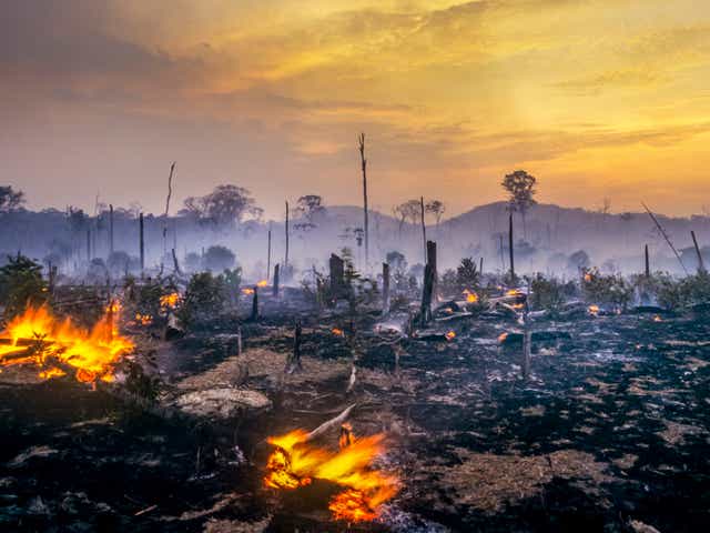 <p>Deforestation in the Amazon is a particularly visible example of humanity demanding more from nature than our planet can support</p>