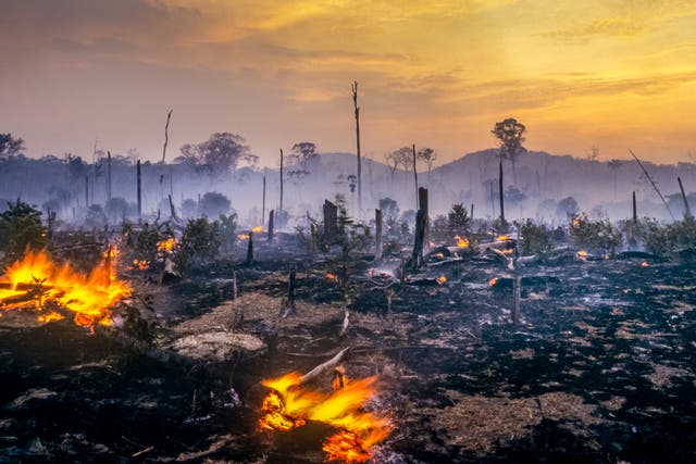 <p>Deforestation in the Amazon is a particularly visible example of humanity demanding more from nature than our planet can support</p>
