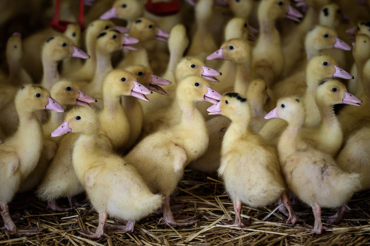 No decent person wants fur or foie gras in our country | The Independent