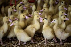 No decent person wants fur or foie gras in our country