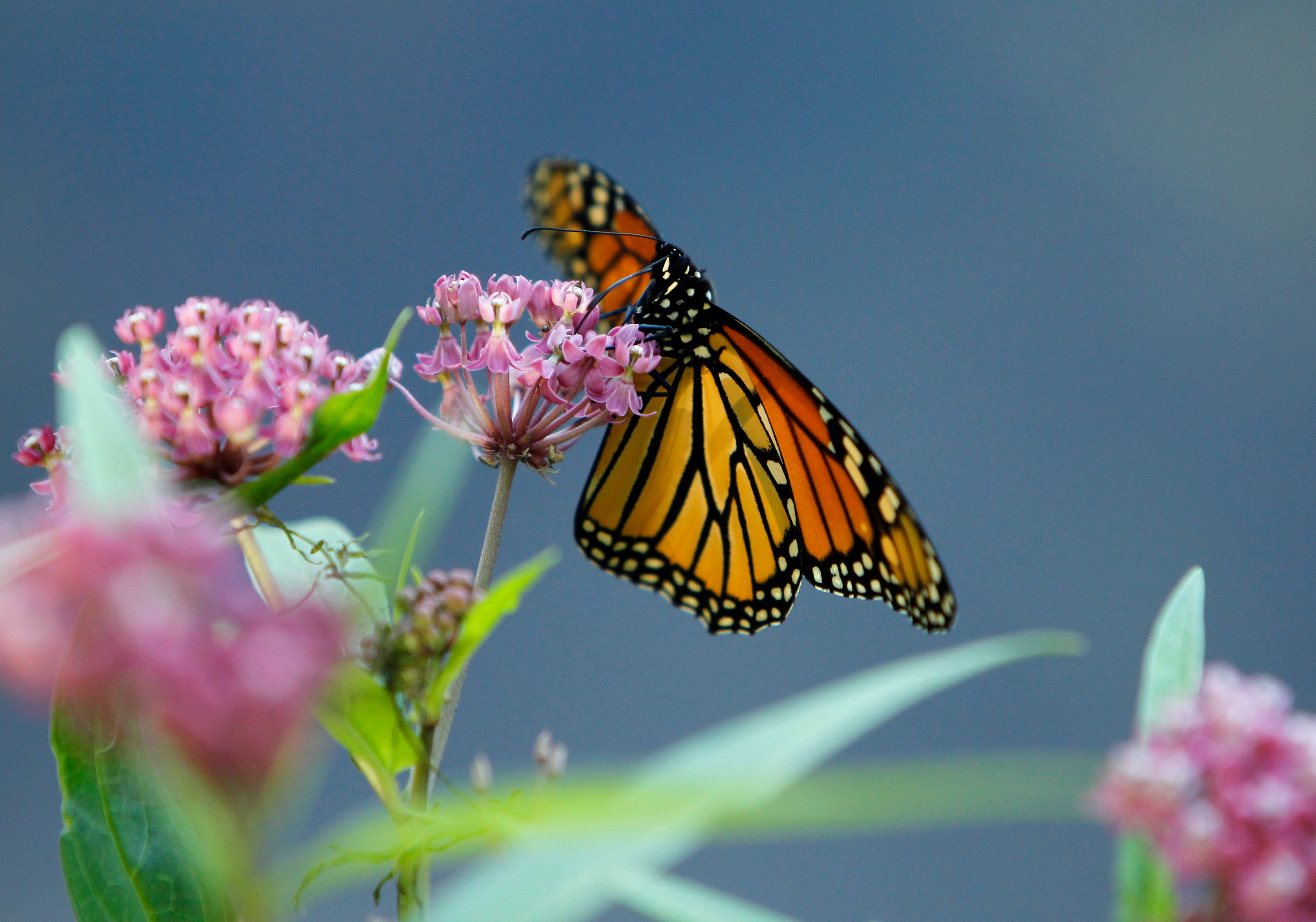 Gardening Helping Monarchs