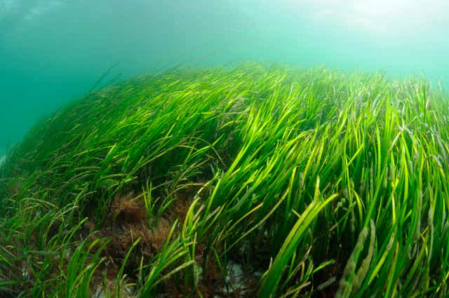 <p>Seagrass can absorb and store carbon dioxide, as well as provide essential habitat for sea creatures</p>
