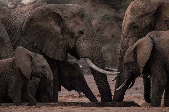 <p>Elephants drinking at a conservancy in Kenya in June</p>