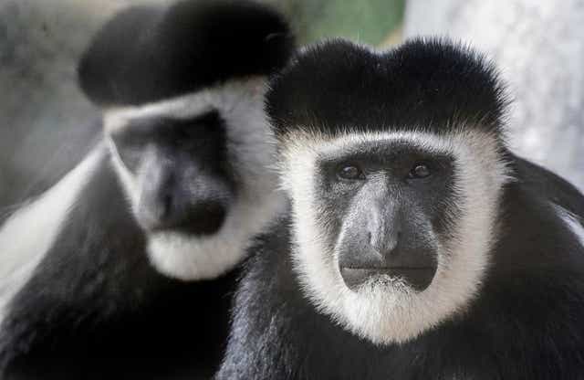 ZSL London Zoo’s new ‘Monkey Valley’ attraction (Ian West/PA)