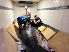 Rescued manatee flown from Texas to Florida on cargo plane