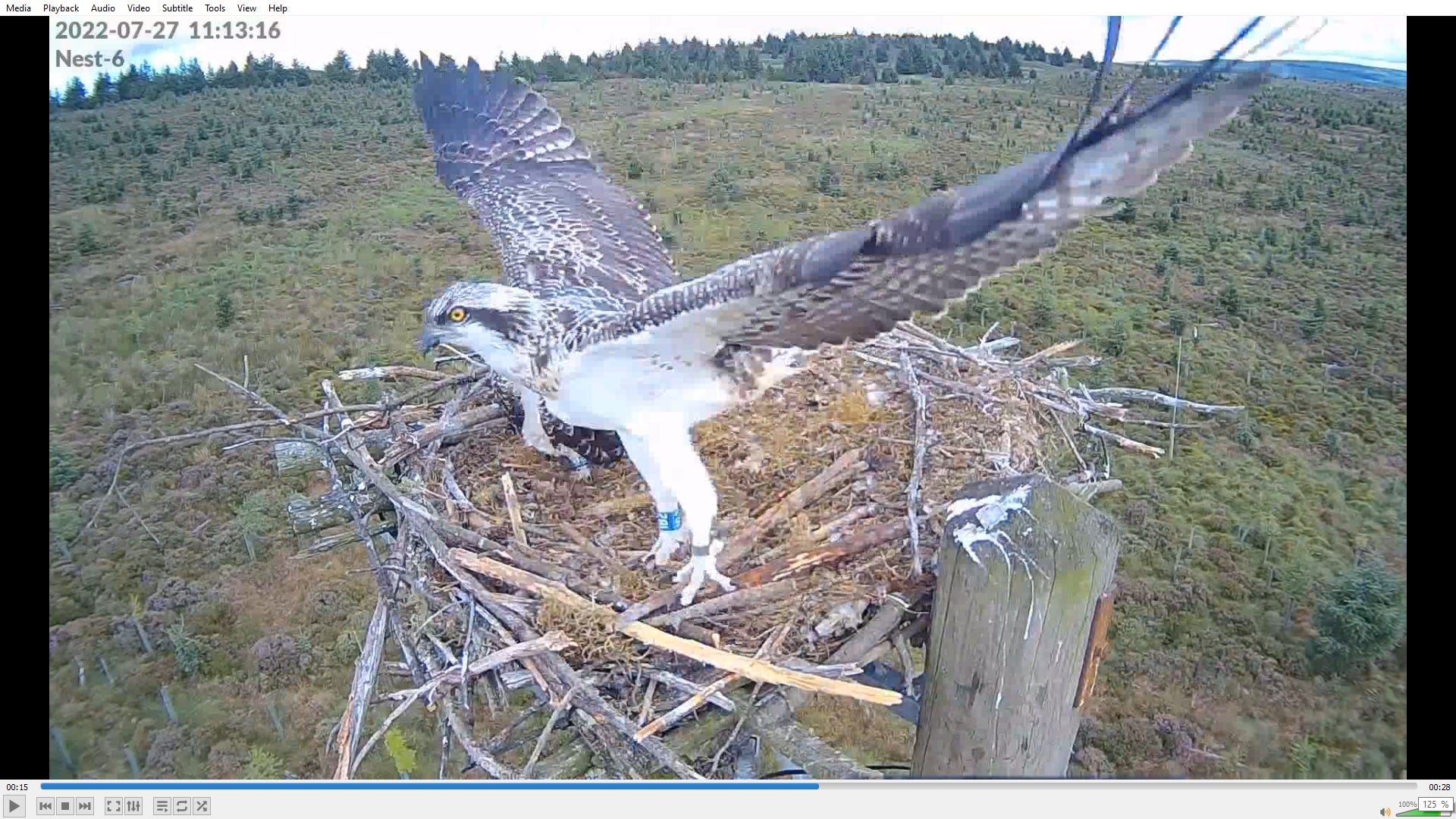 Fourlaws the osprey makes her first flight over Kielder Forest, Northumberland (Forestry England/PA)