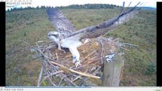 Wildlife lovers celebrate 100th osprey to fly the nest