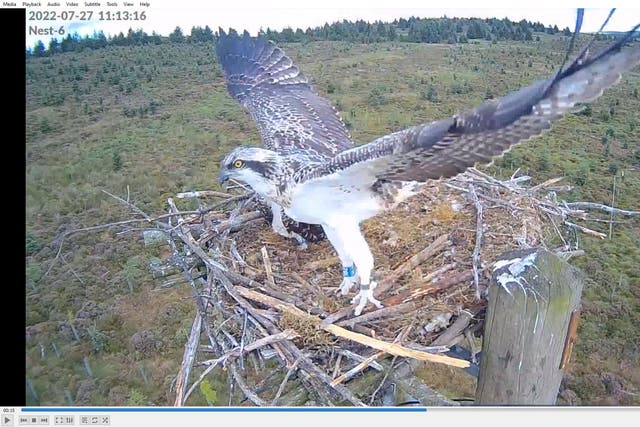 Fourlaws the osprey makes her first flight over Kielder Forest, Northumberland (Forestry England/PA)