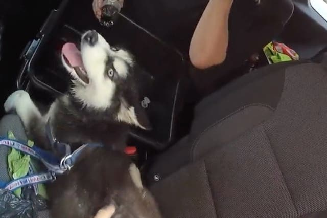 Un cachorro de tres meses fue retirado de un automóvil frente a un casino y resort en Las Vegas. El dueño del cachorro fue acusado de crueldad animal. Captura de pantalla